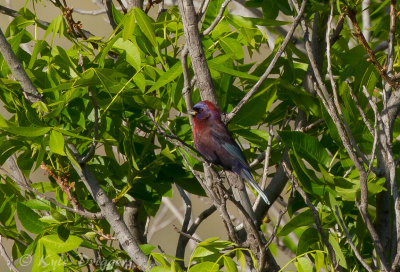 Varied Bunting