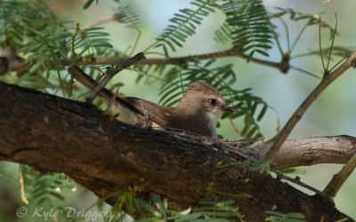 Vermillion Flycatcher - female