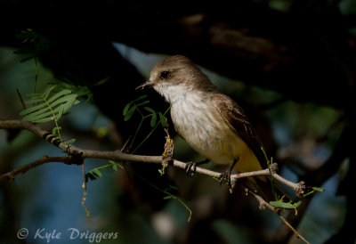 Vermillion Flycatcher - female