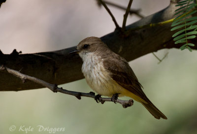 Vermillion Flycatcher - female