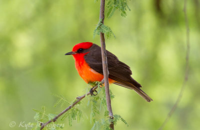 Vermillion Flycatcher