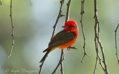 Vermillion Flycatcher