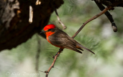 Vermillion Flycatcher