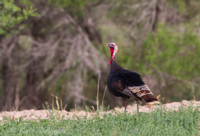 Wild Turkey