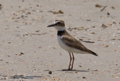 Wilson's Plover
