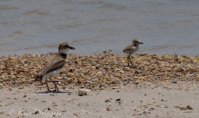Shorebirds