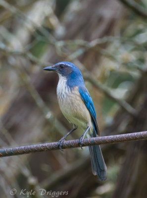 Woodhouse's Scrub-Jay