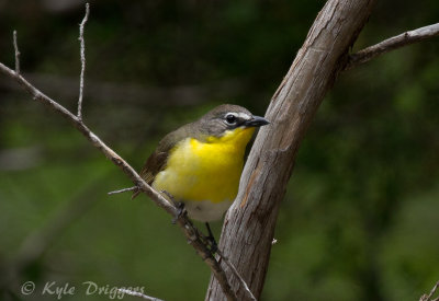 Yellow-breasted Chat