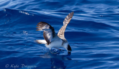 Albatrosses, Petrels, and Shearwaters