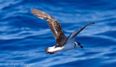 Black-capped Petrel