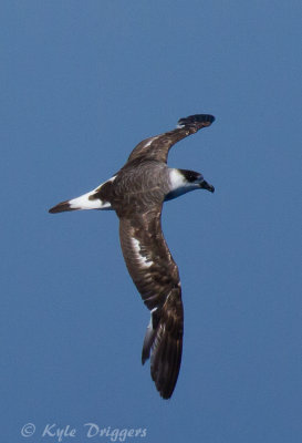 Black-capped Petrel
