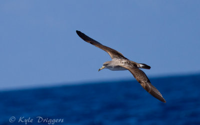 Cory's Shearwater