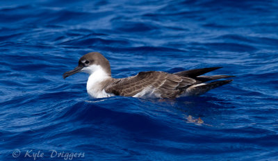 Great Shearwater