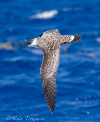 Great Shearwater