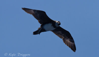 Pomarine Jaeger