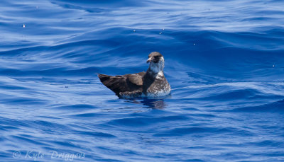 Pomarine Jaeger