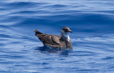 Pomarine Jaeger