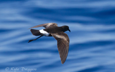 Wilson's Storm-Petrel