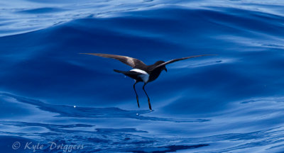Albatrosses, Petrels, and Shearwaters