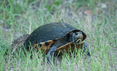 Other Wildlife