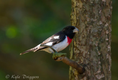 Tanagers, Cardinals, and Allies