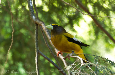 Evening Grosbeak