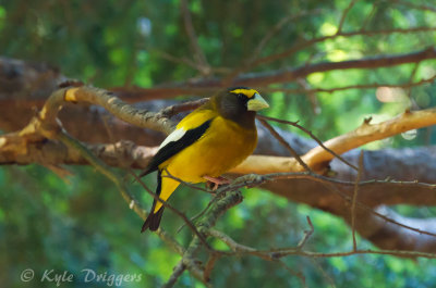 Evening Grosbeak