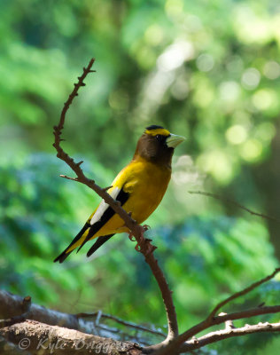 Finches