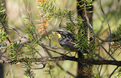 Kirtland's Warbler