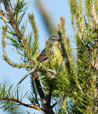 Kirtland's Warbler