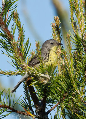 Kirtland's Warbler