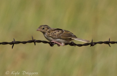 Baird's Sparrow