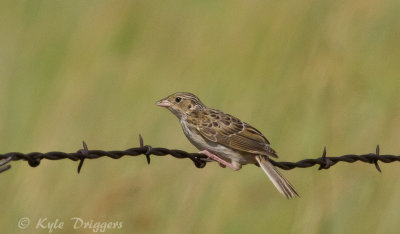 Baird's Sparrow