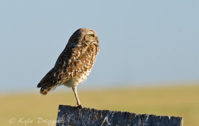 Burrowing Owl