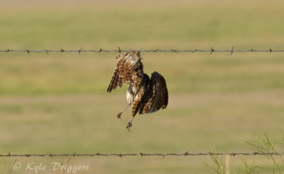Burrowing Owl