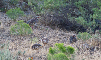 Chukar
