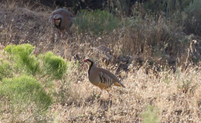 Chukar