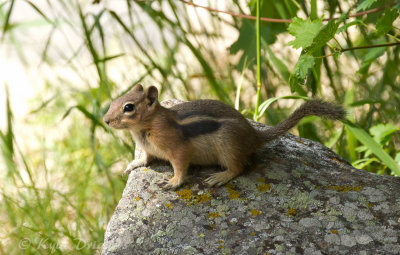 Golden-mantled Ground Squirrel