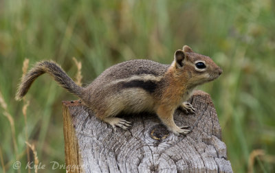 Golden-mantled Ground Squirrel