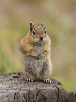 Golden-mantled Ground Squirrel