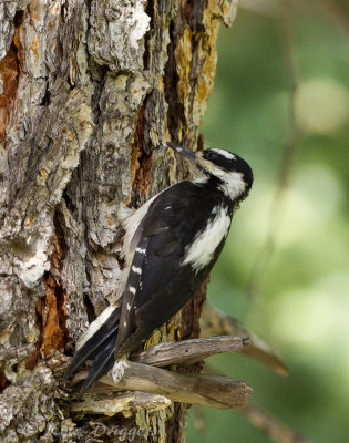 Hairy Woodpecker