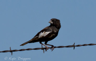 Lark Bunting