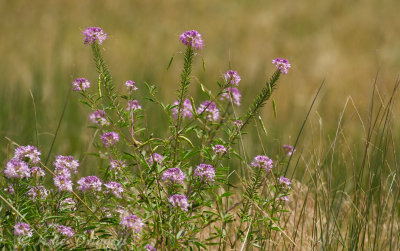 Pawnee National Grasslands