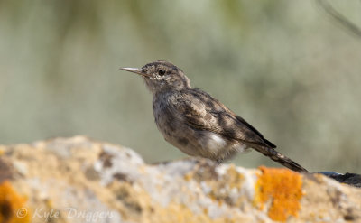 Rock Wren