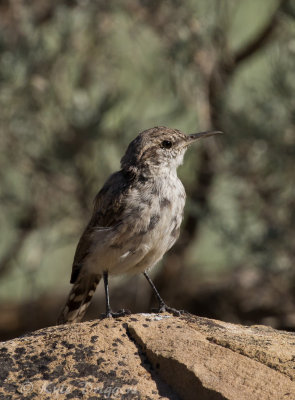Rock Wren