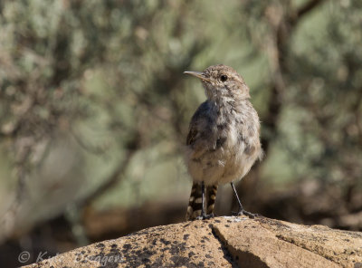 Wrens
