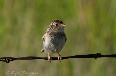 Sparrows and Allies