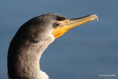 Double Crested Cormorant.JPG