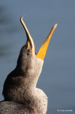 Double Crested Cormorant at AHP.JPG