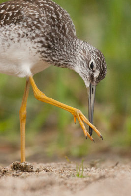 Greater Yellow Legs-2.JPG